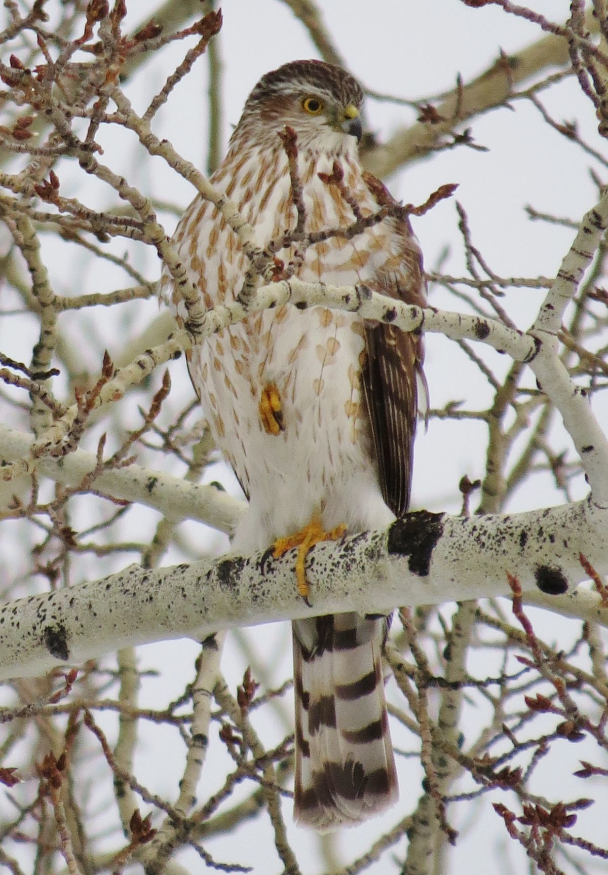 sharp shinned hawk.JPG